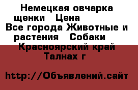 Немецкая овчарка щенки › Цена ­ 20 000 - Все города Животные и растения » Собаки   . Красноярский край,Талнах г.